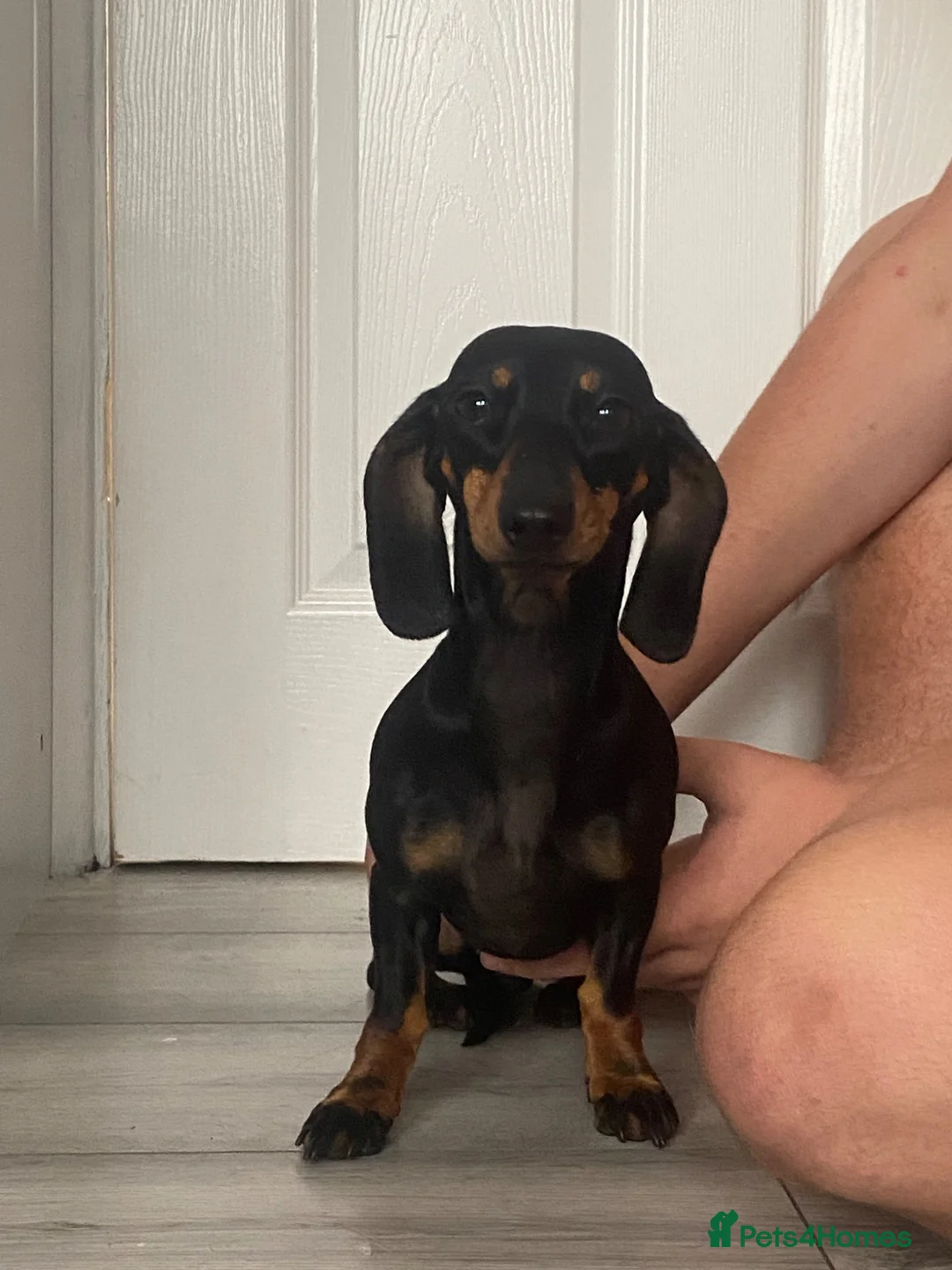 Miniature Dachshund dogs for sale: Miniature dachshund - Advert 1