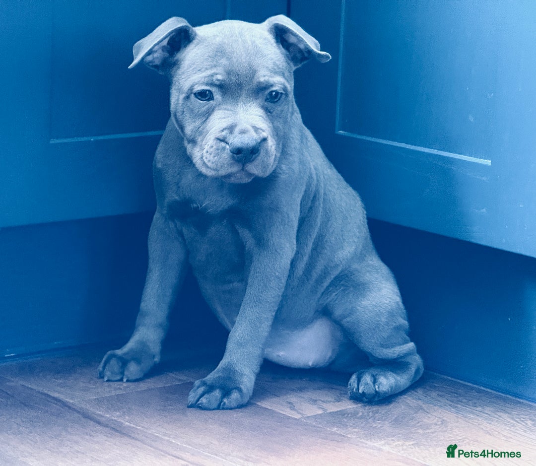 Staffordshire Bull Terrier dogs for sale: 🐾 Beautiful KC Fully Vaccinated Girl Available 🐾 in Peterborough - Image 3