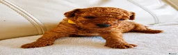 Toy Poodle dogs for sale: Astonishing! High Quality! Puppies! - Advert 5