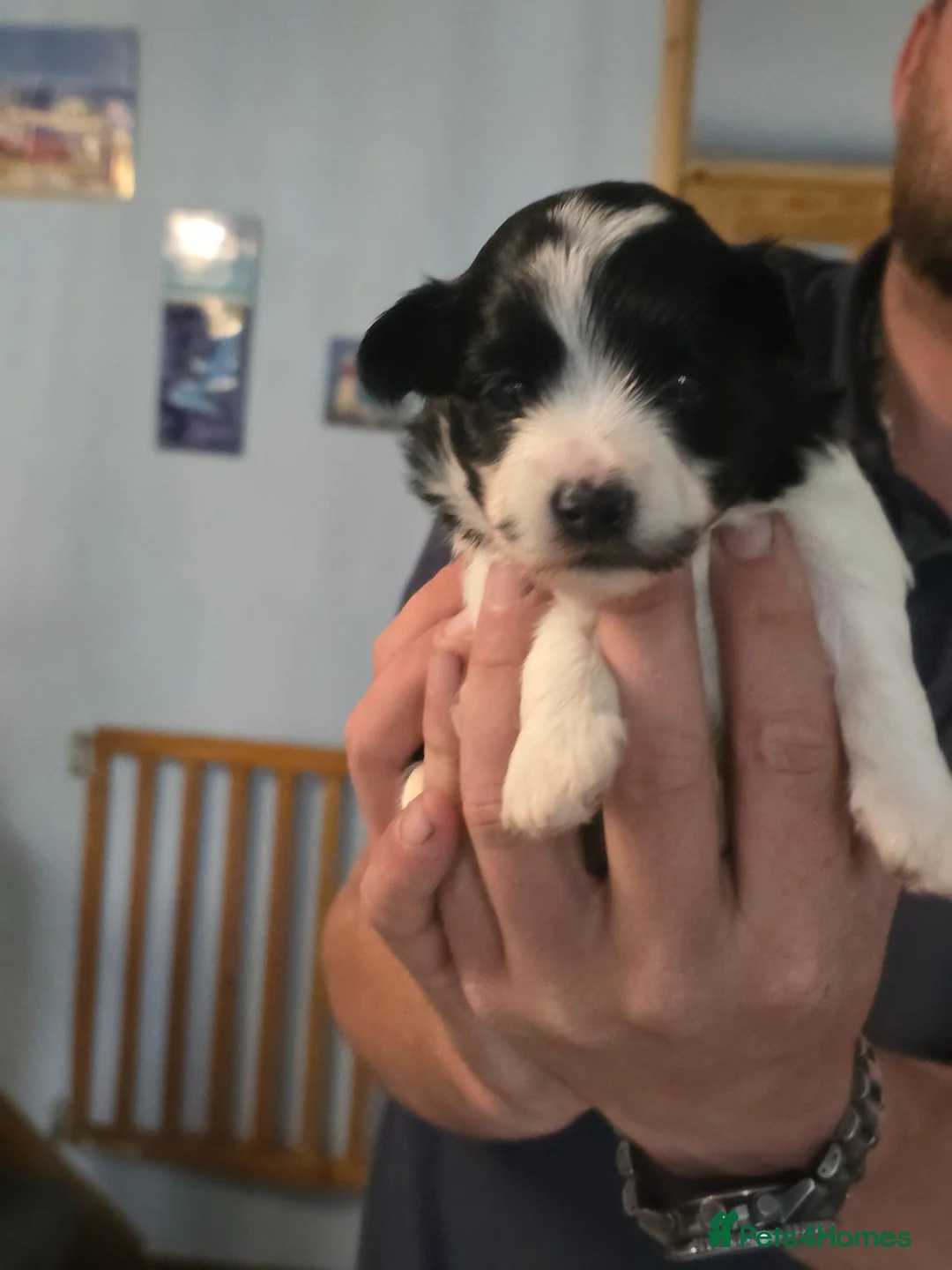 Havanese dogs for sale: Quality Havanese boys in Mold - Advert 9