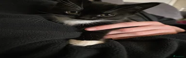 Kitten 2 