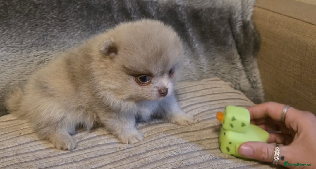 Pomeranian dogs for sale: Rare miniature Teddy face pomeranian puppies  - Image 33