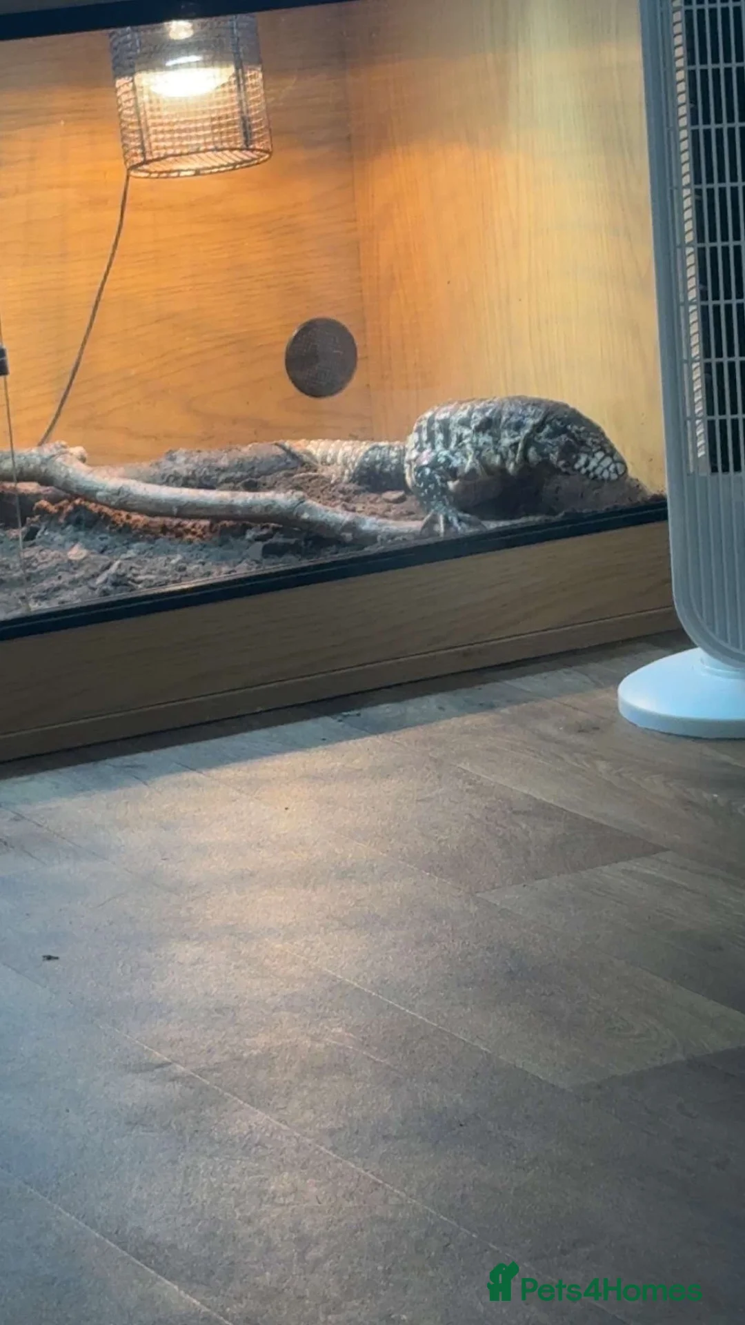 Monitor reptiles for sale: Tegu  - Advert 2