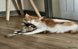 Maine Coon cats for sale: 2 FEMALE MAINECOON KITTENS  - Image 6
