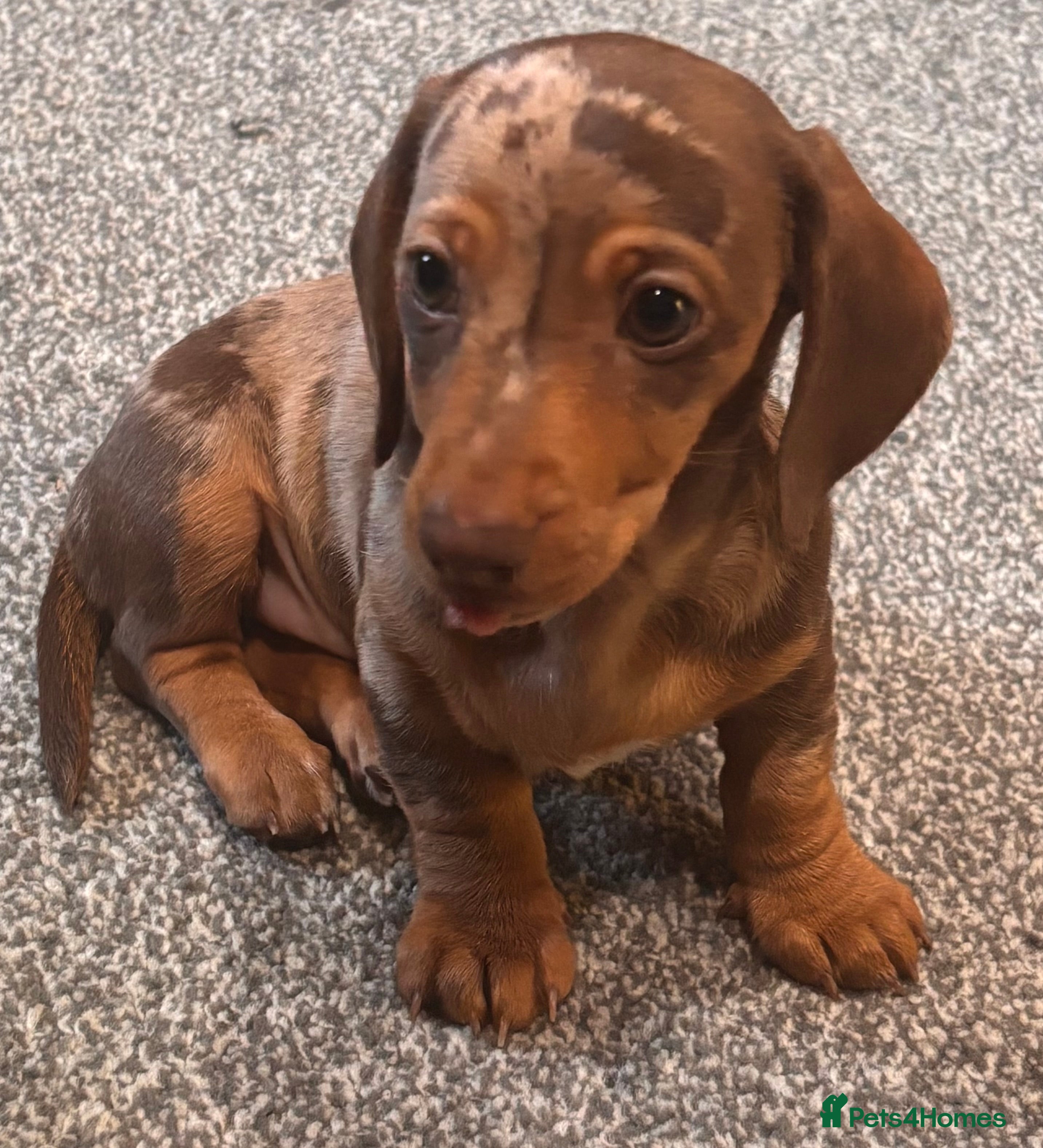 Miniature Dachshund dogs  5 Miniature Dachshund Puppies ready  - Advert 2