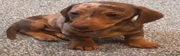 Miniature Dachshund dogs for sale:  5 Miniature Dachshund Puppies ready  in Bradford - Advert 3