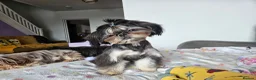 Shih Tzu dogs for stud: Stunning imperial Shih tzu for stud - Advert 5