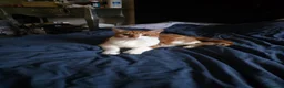 British Shorthair cats for sale: ONE MALE AND TWIN GIRLS  in Northolt - Advert 9