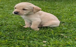 Labrador Retriever dogs for sale: Healthy Adorable kC registered Labrador puppies  - Image 16