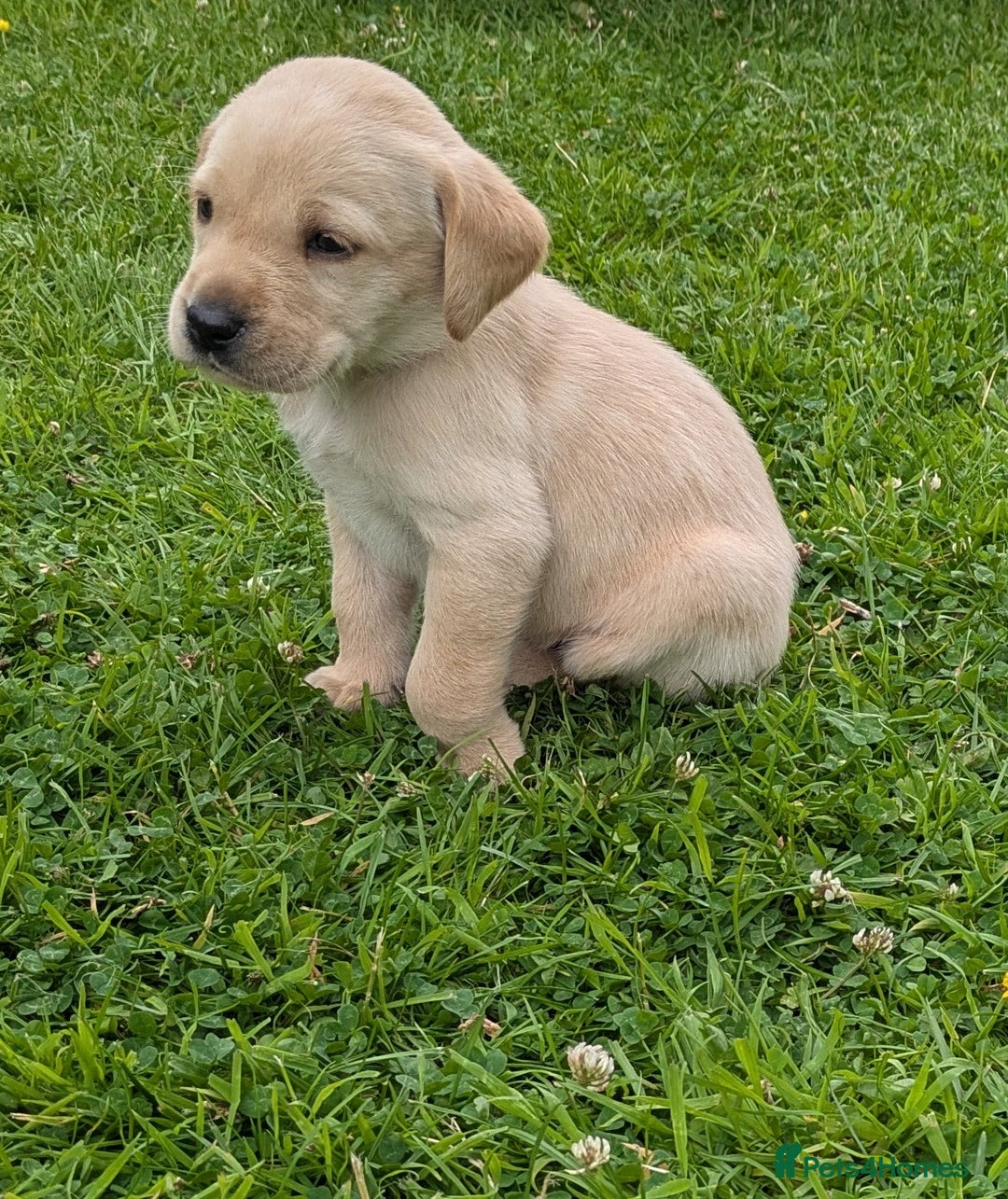 Labrador Retriever dogs for sale: Healthy Adorable kC registered Labrador puppies  - Image 16