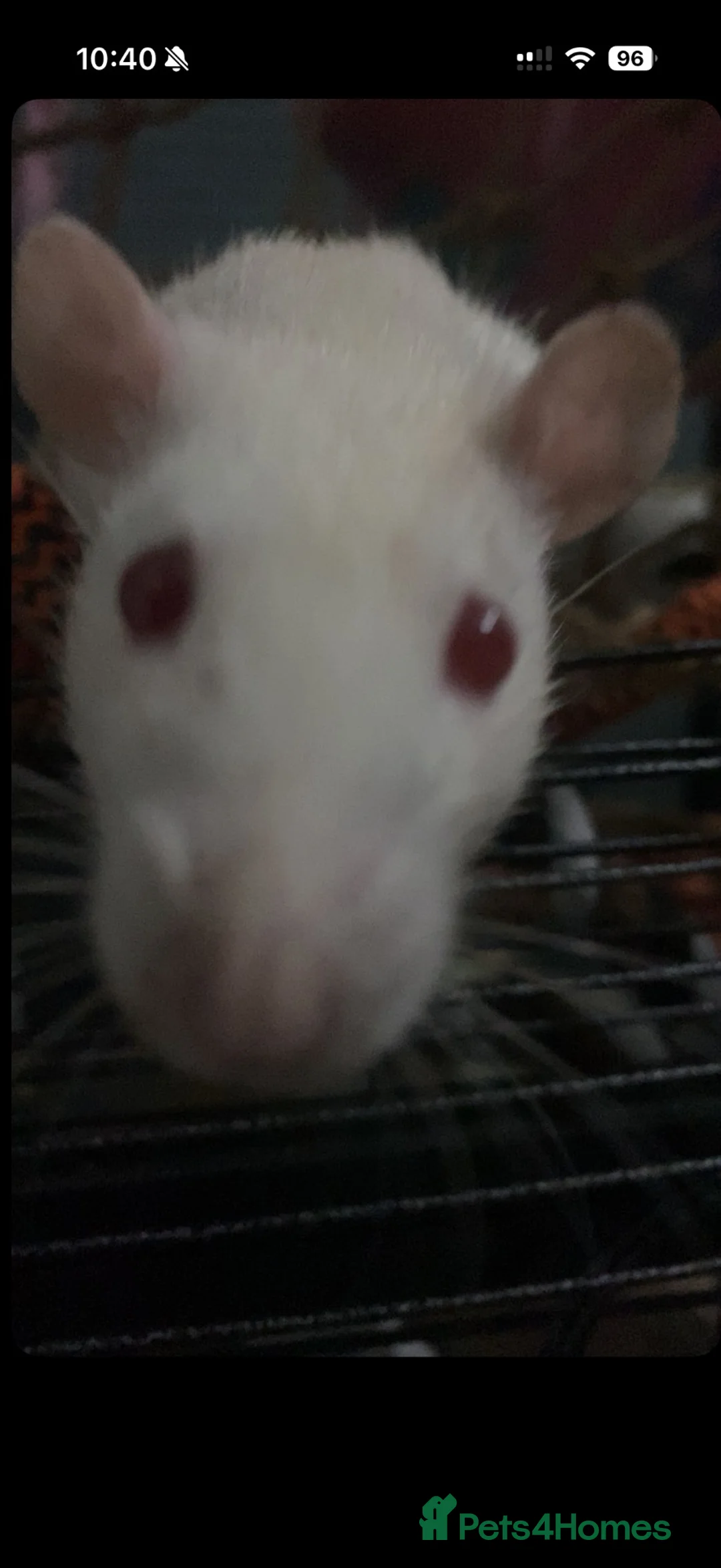 Rat rodents for sale: 4 female rats in Castleford - Advert 1