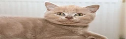 British Shorthair cats for sale: Stunning TICA Registered Lilac Boy - Advert 5