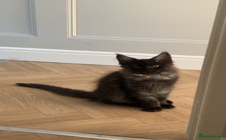 Maine Coon cats - Advert 13