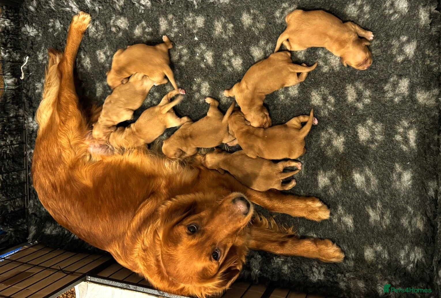 Golden Retriever dogs ⭐ Dark, DNA, KC Reg Golden Retrievers ⭐ - Advert 1
