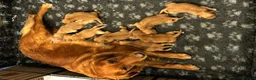 Golden Retriever dogs for sale: ⭐ Dark, DNA, KC Reg Golden Retrievers ⭐ - Advert 7