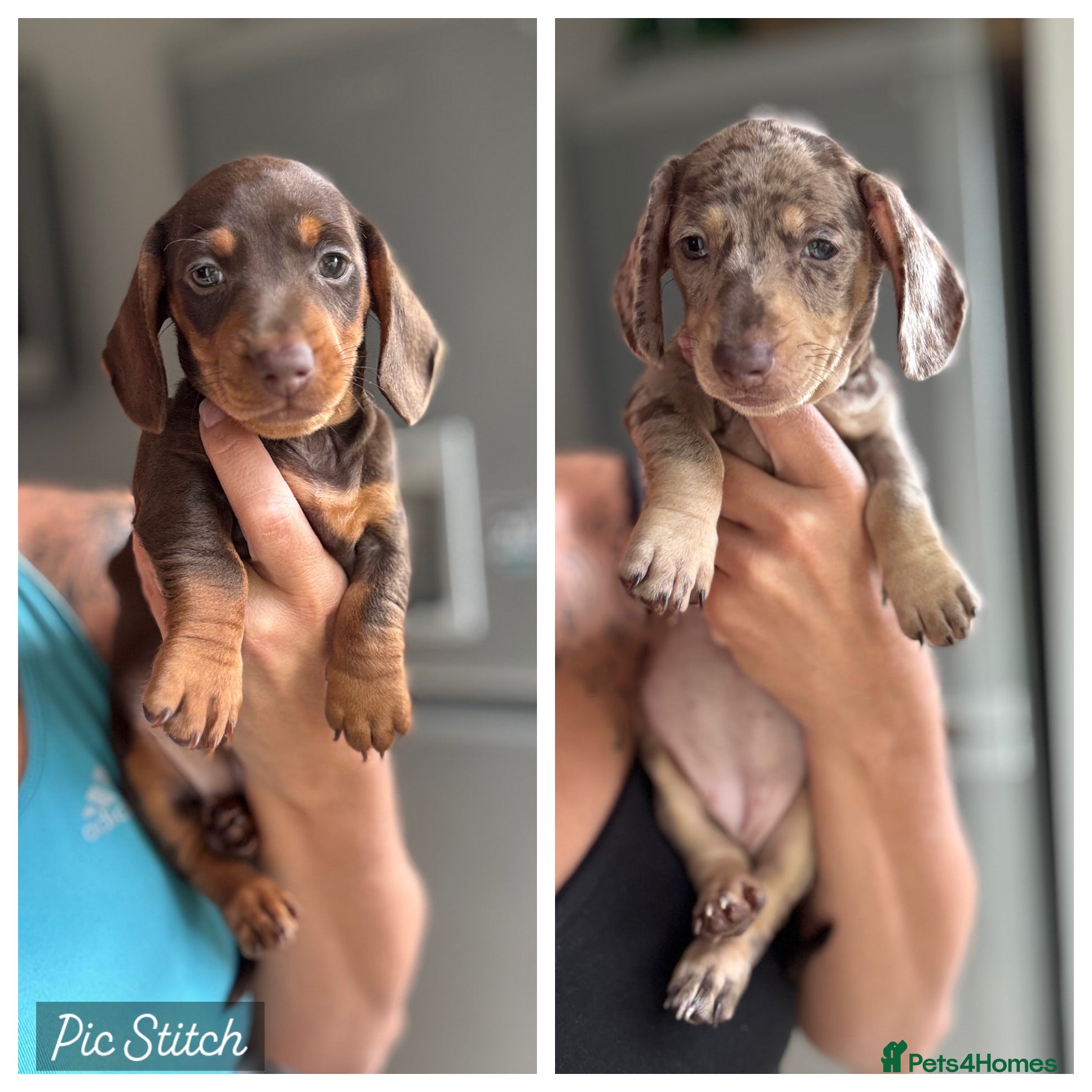 Miniature Dachshund dogs REDUCED KC Reg Mini Dachshund Puppies - Advert 12