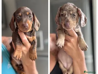Miniature Dachshund dogs REDUCED KC Reg Mini Dachshund Puppies - Advert 12