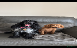 Cockapoo dogs for sale: TOY Cockapoo/ SHOW type F1 / License - Image 17