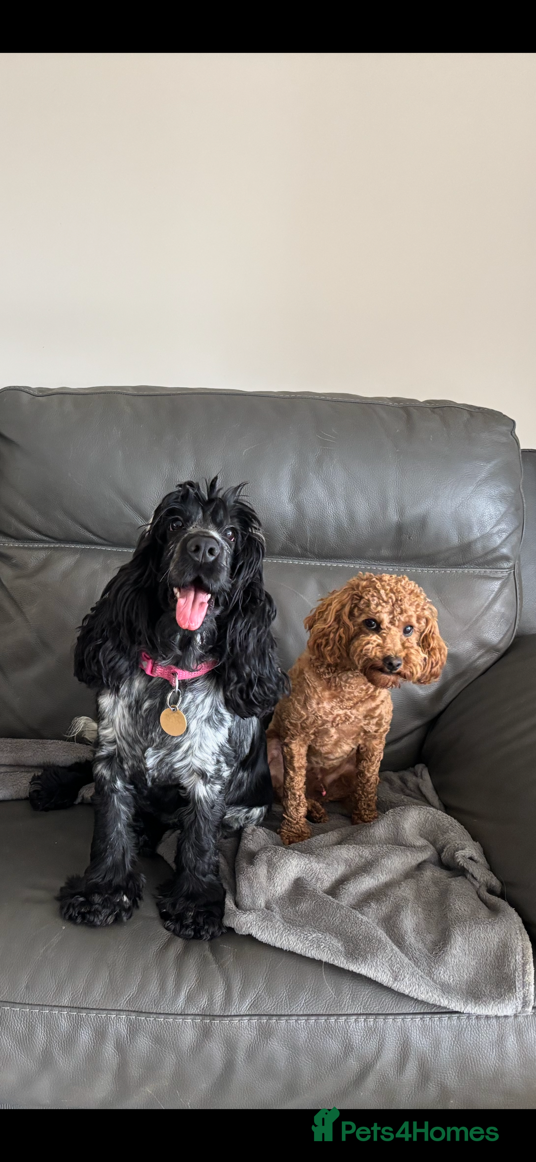 Cockapoo dogs for sale: TOY Cockapoo/ SHOW type F1 / License - Image 17