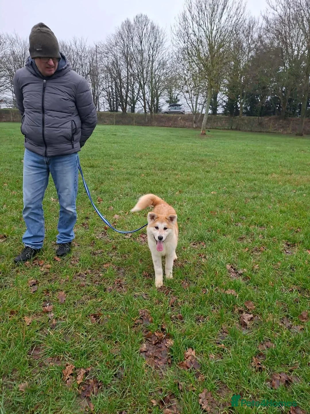 Mixed Breed dogs for adoption: Davina - north Walsham Norfolk  - Advert 9