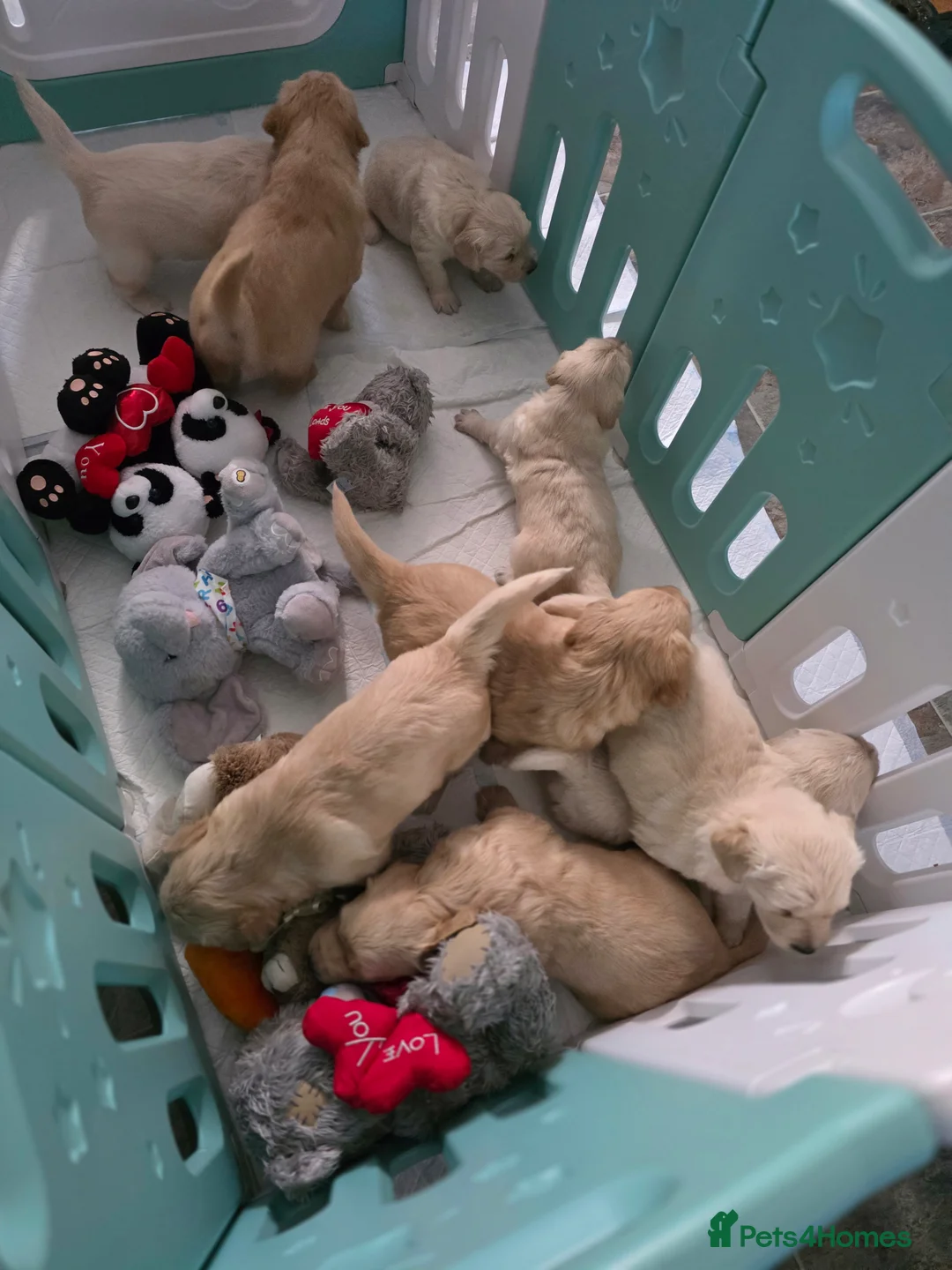 Golden Retriever dogs for sale: Golden retrievers  - Advert 2