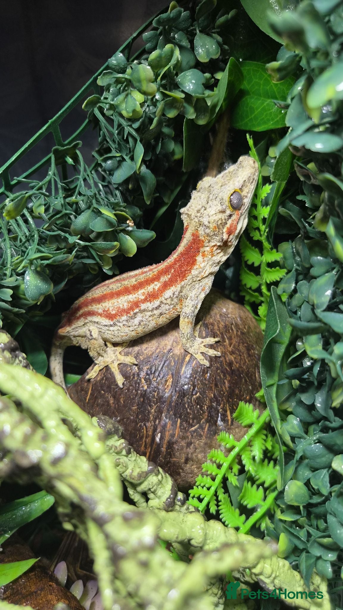 Gecko reptiles Baby and adult gargoyle geckos,baby cresties lilys - Advert 1