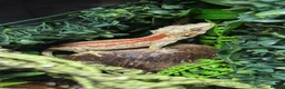 Gecko reptiles for sale: Baby and adult gargoyle geckos,baby cresties lilys - Advert 2