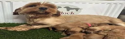 Cavapoo dogs for sale: ✨ Lovely Cavapoo puppies ✨ - Advert 8