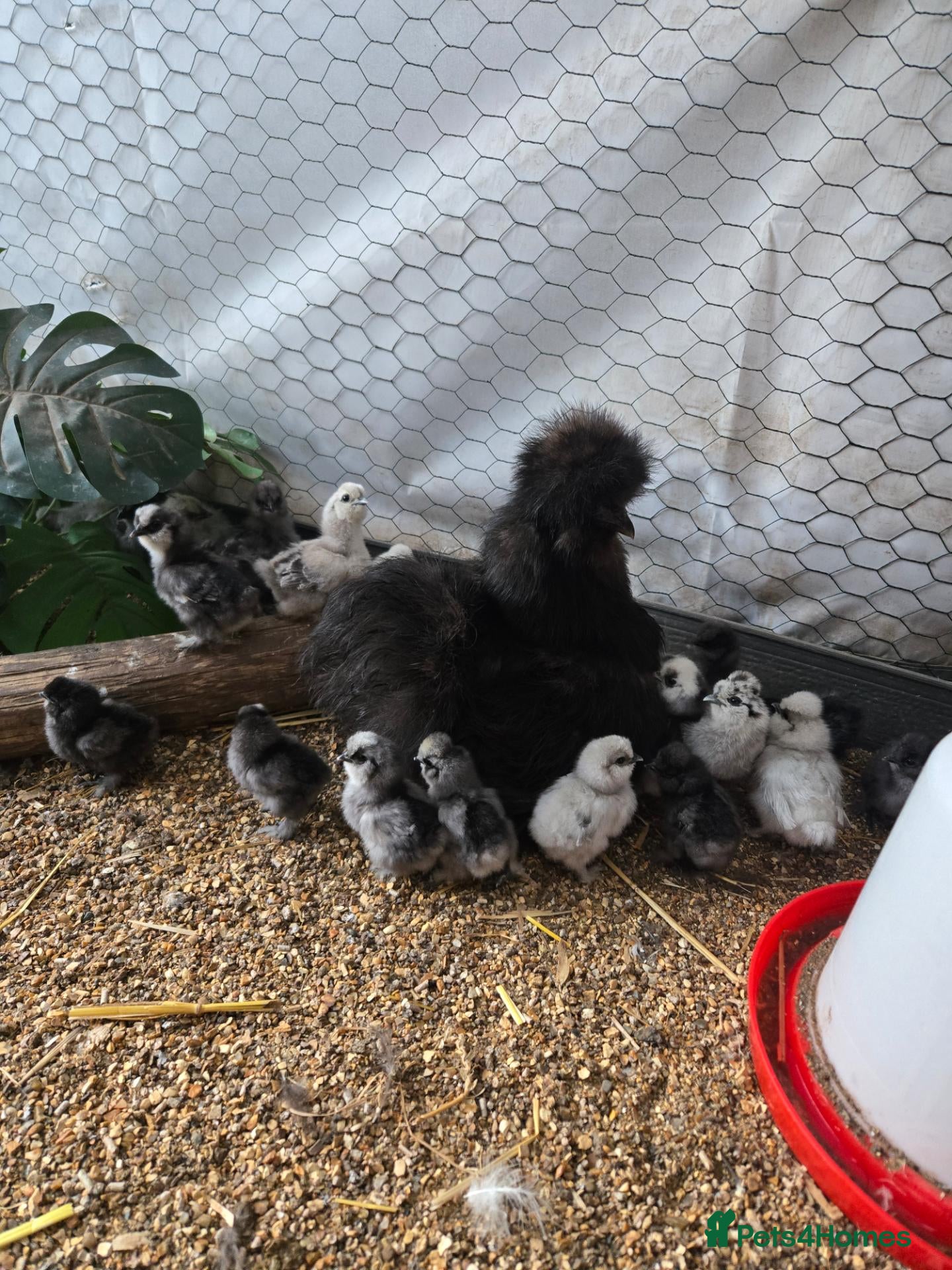 Chickens poultry UNSEXED USA SILKIE CHICKS  - Advert 2