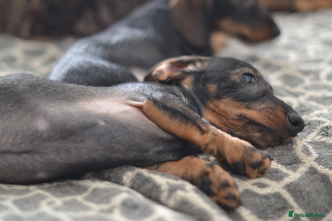 Miniature Dachshund dogs for sale: KC Reg Miniature Dachshund Wire Haired Boy - Advert 7