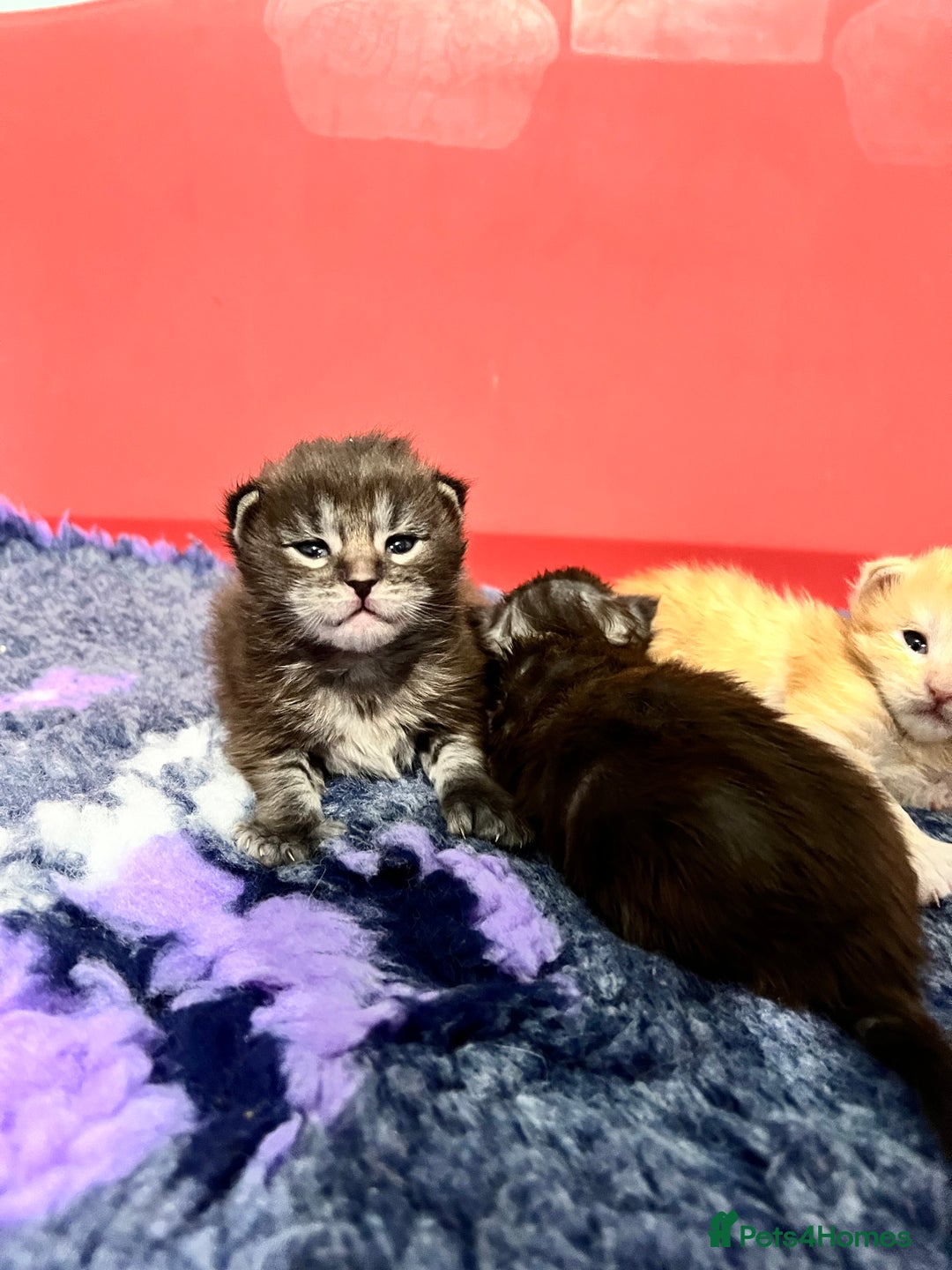 Maine Coon cats for sale: Polydactyl Maine Coon Kittens! - Advert 6