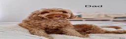 Cockapoo dogs for sale: Beautiful F2 Cockapoo Puppies  - Advert 20