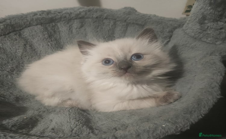 Mixed Breed cats - Advert 1