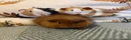 Guinea Pig rodents for sale: Baby Male Guinea Pigs For Sale  in Southampton - Advert 4