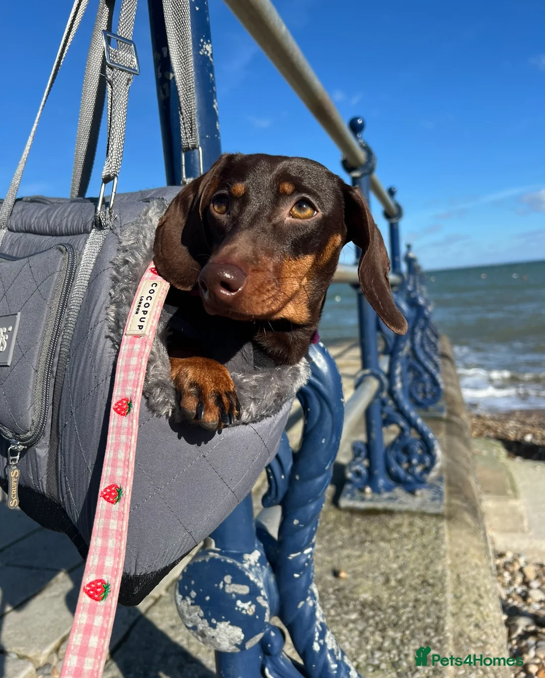 Dachshund dogs for sale: Puppies Due Soon - Advert 15