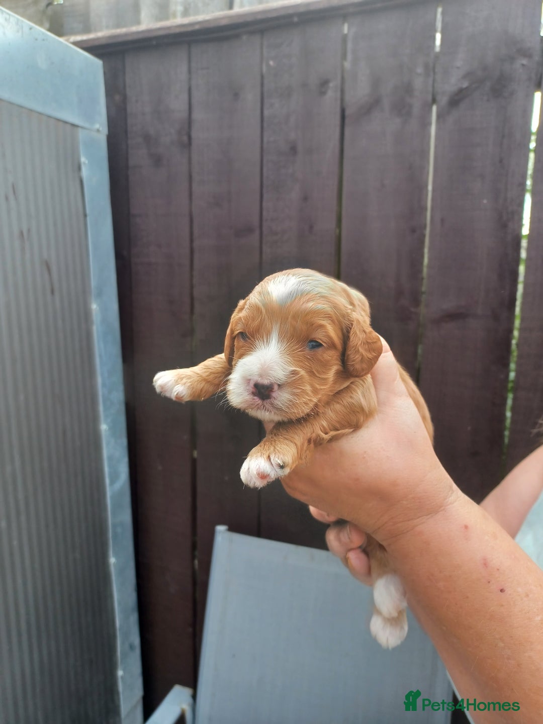 Cockapoo dogs for sale: 2boys stunning cockerpoo f1 puppies  - Image 4