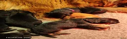 German Shepherd dogs for sale: Long-Coated German Shepherd Puppies  - Advert 3
