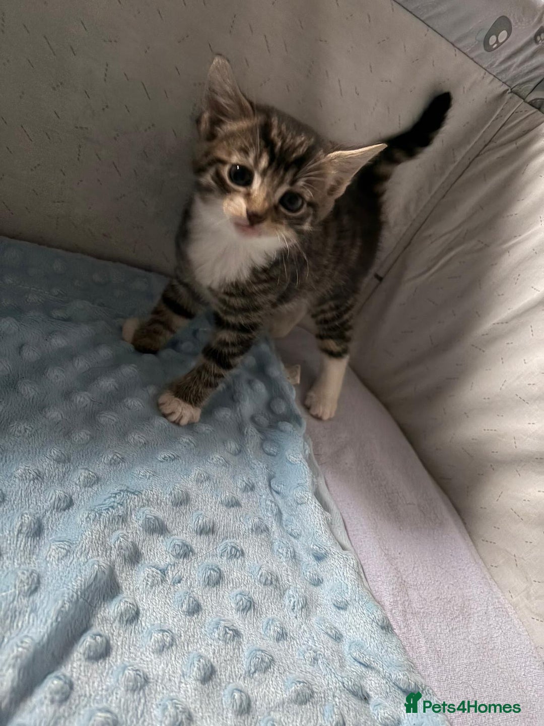 Mixed Breed cats for sale: Lovely tabbies tuxedo and grey tabbies  - Advert 4