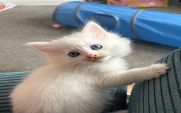 Mixed Breed cats for sale: White fluffy kittens for sale  - Image 4