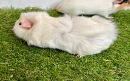 Guinea Pig rodents for sale: Super calm, friendly Guinea pig females  - Image 14