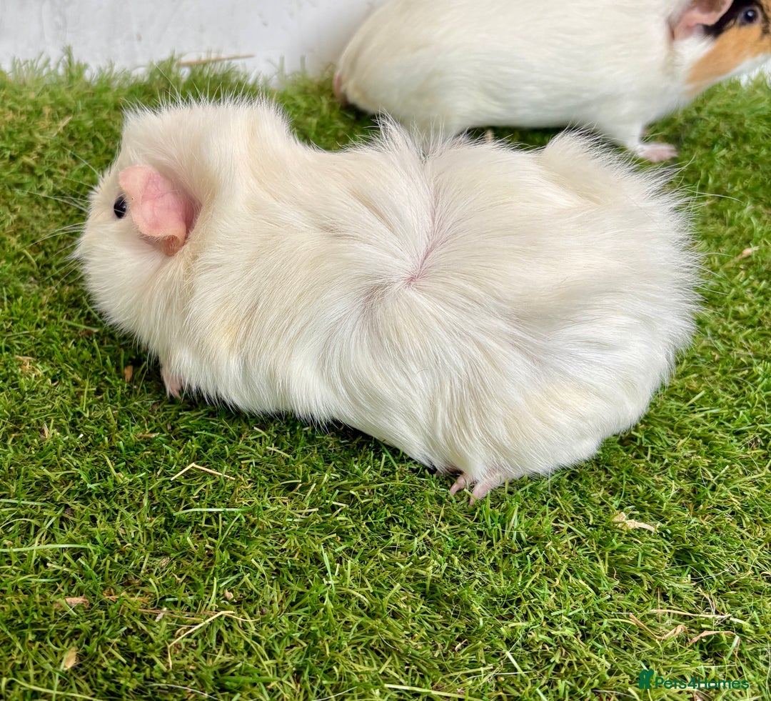 Guinea Pig rodents for sale: Super calm, friendly Guinea pig females  - Image 14