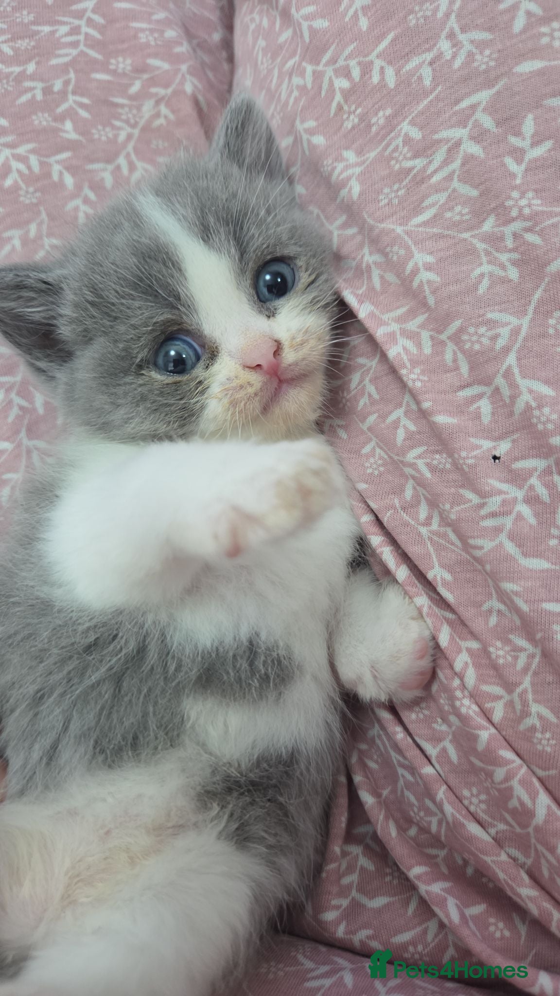 Mixed Breed cats fluffy Persian kittens  - Advert 2