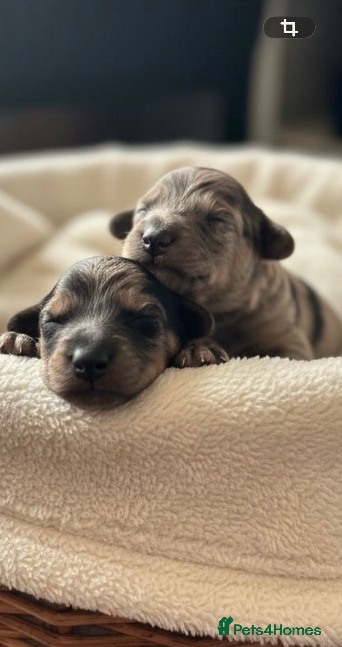 Cockapoo dogs F1BB Cockapoo Puppies Blue Merle, Apricot & Black - Advert 1