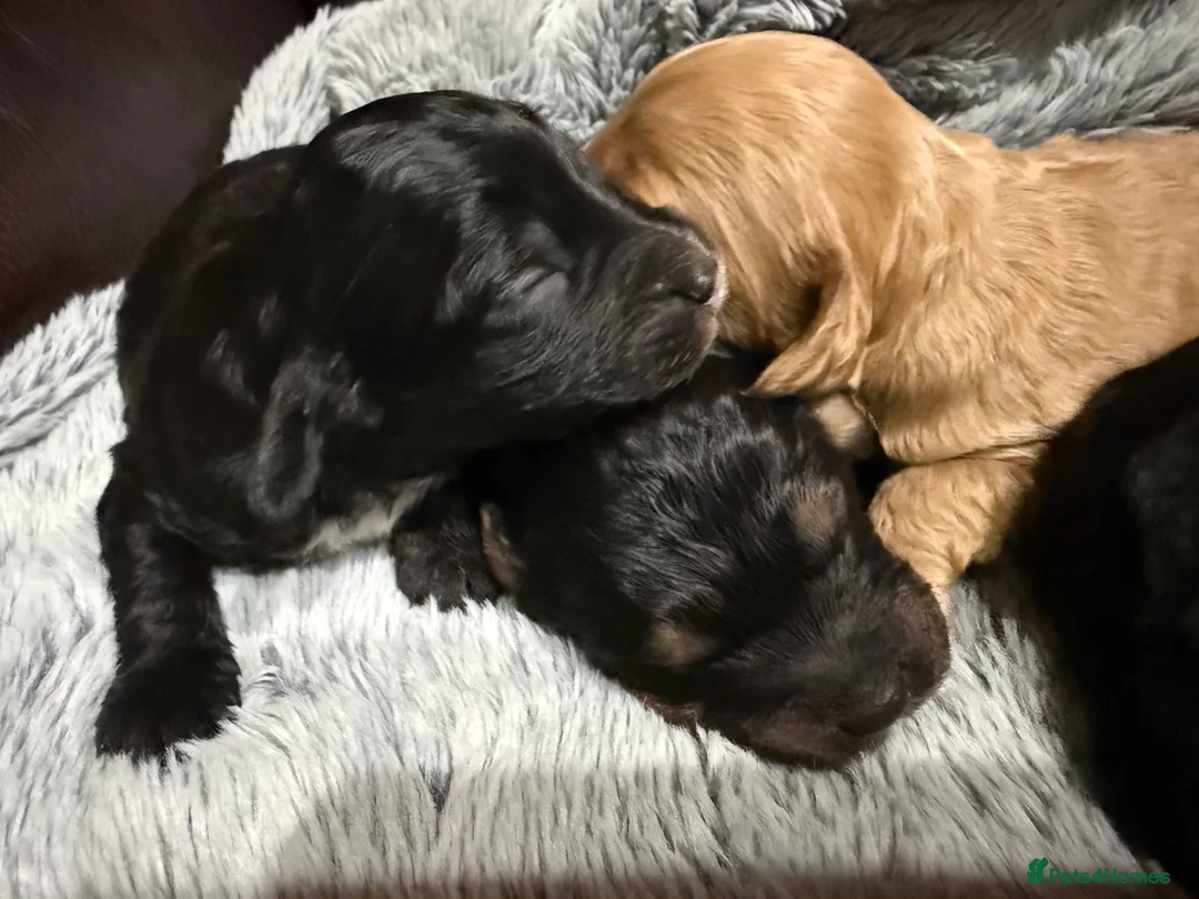 Cockapoo dogs for sale: Toy Cockapoos- KC & health tested parents  - Advert 13