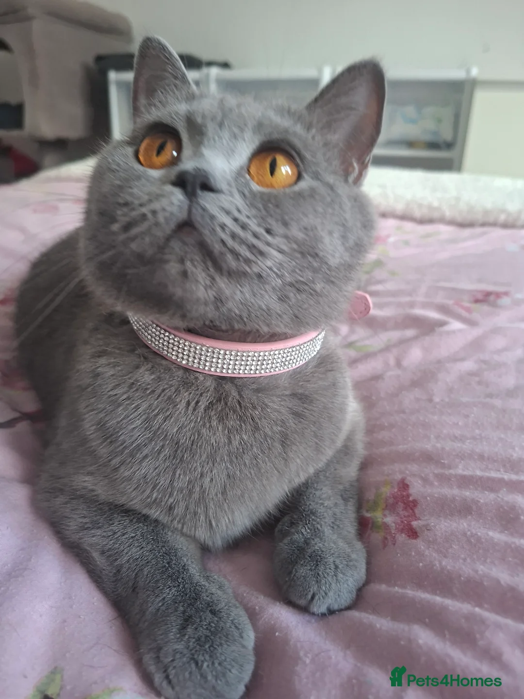 British Shorthair cats for sale: Only 1 blue boy & 1 blue girl available to reserve - Advert 19