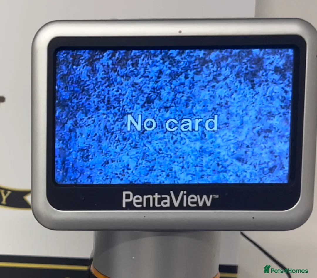 Dachshund dogs for stud: KC Isabella Rabbit Dachshund 2.7kg in Basildon - Advert 11