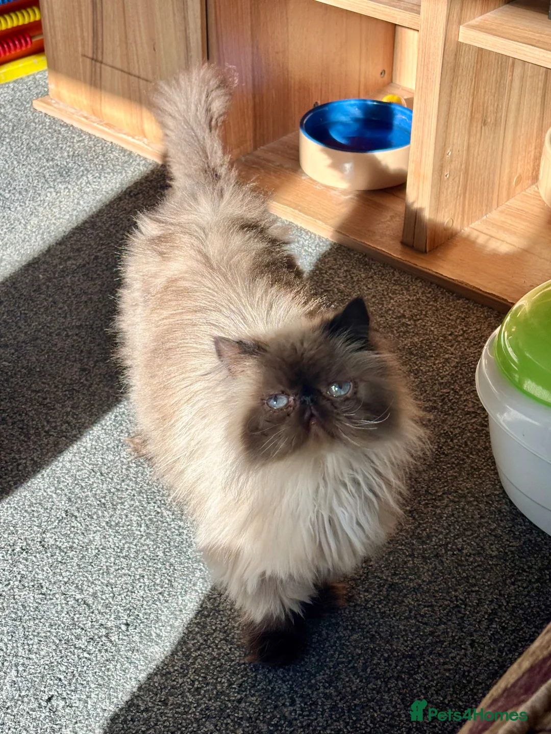 Persian cats for sale: Kaleb the cuddly Persian in Blackpool - Advert 1