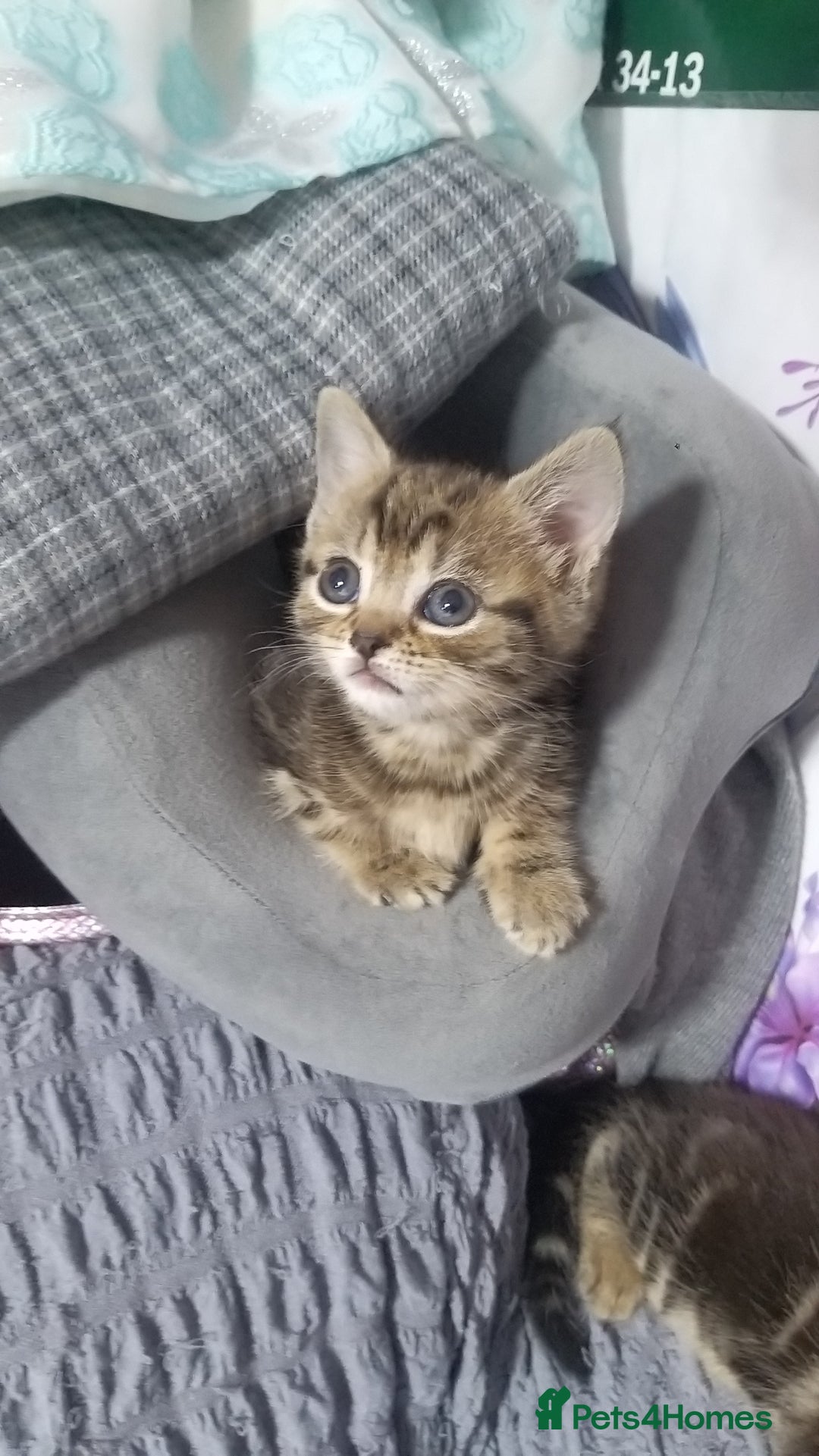 Bengal cats for sale: Mixed Bengal kittens - Advert 11