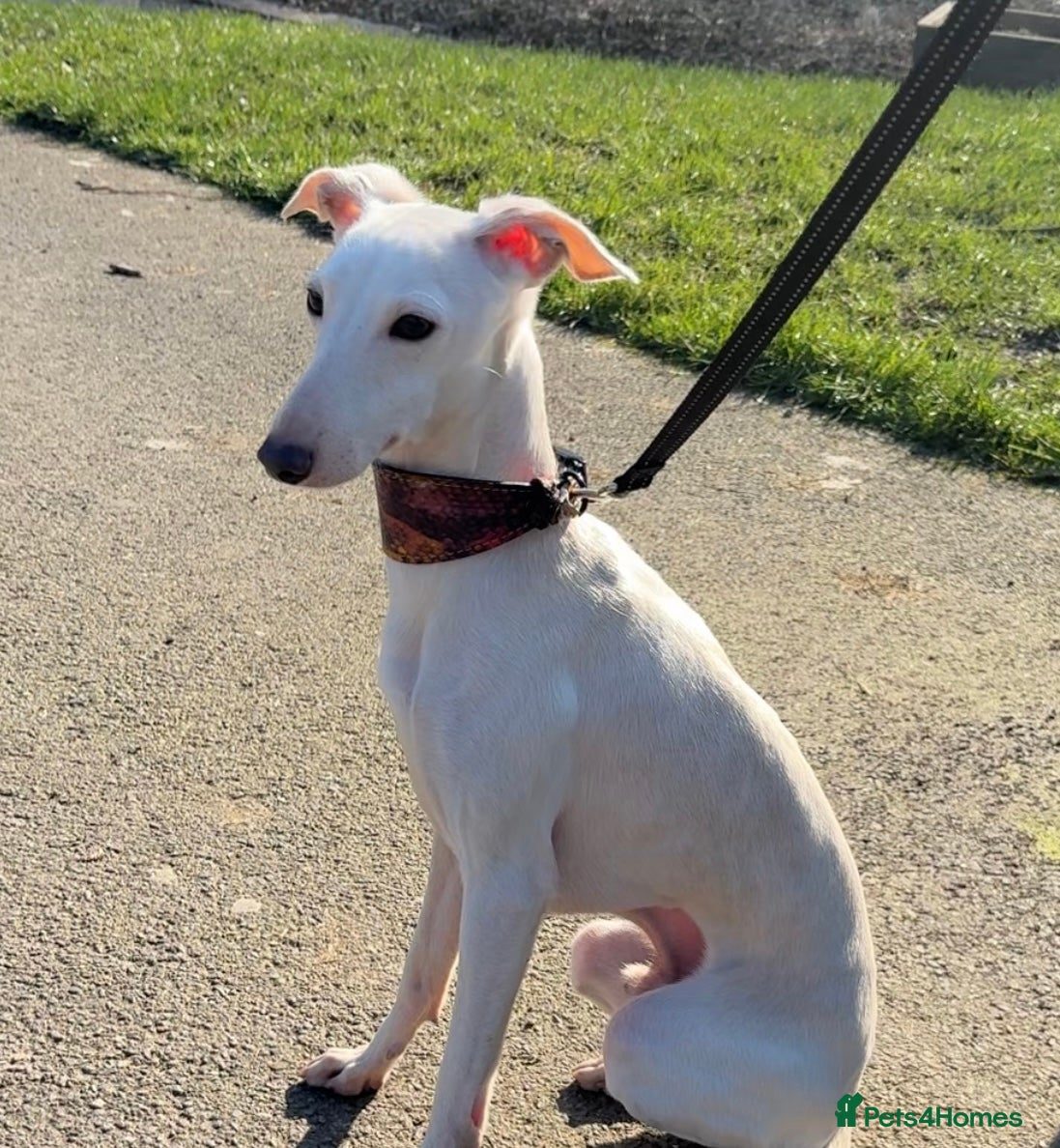 Italian Greyhound dogs MR RALPH AT STUD ( HEALTH TESTED ) - Advert 2