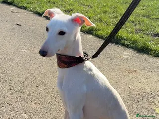 Italian Greyhound dogs MR RALPH AT STUD ( HEALTH TESTED ) - Advert 2